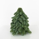Pinheiro Natal Pequeno (1)