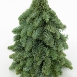 Pinheiro Natal Pequeno (2)