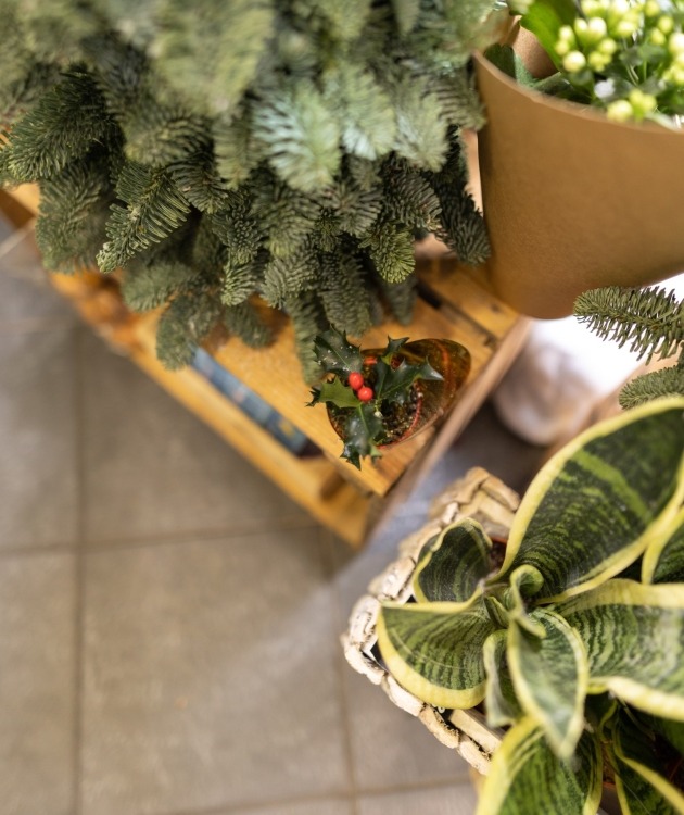 Fleurs à Lisbonne - Azevinho mini em planta (4)