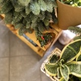 Mini Holly in plant (4)