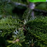 Pinheiro de Natal natural (3)