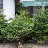 Pinheiro de Natal natural (2)