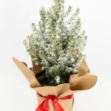 Pine tree in a pot with snow (2)
