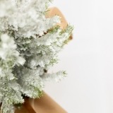 Pino en maceta con Nieve (3)