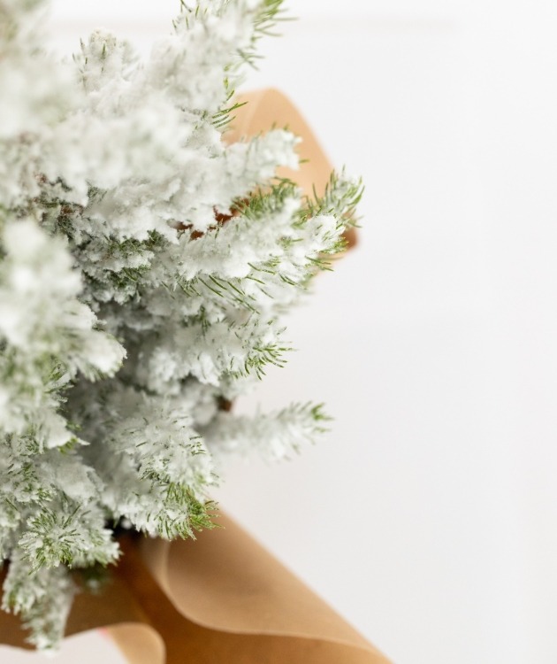Fleurs à Lisbonne - Pino en maceta con Nieve (3)