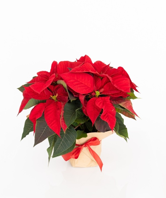 Fleurs à Lisbonne - Estrela de Natal (1)