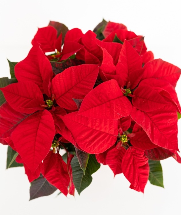 Fleurs à Lisbonne - Estrela de Natal (3)