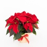 Estrela de Natal (1)