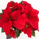 Estrela de Natal (3)