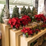 Estrela de Natal (4)