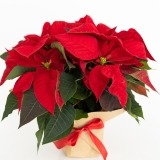 Estrela de Natal (2)