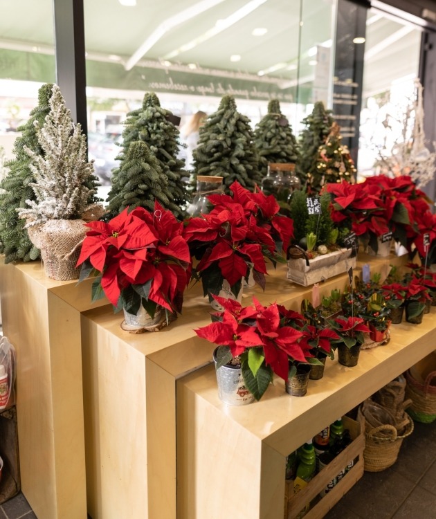 Fleurs à Lisbonne - Estrela de Natal (4)