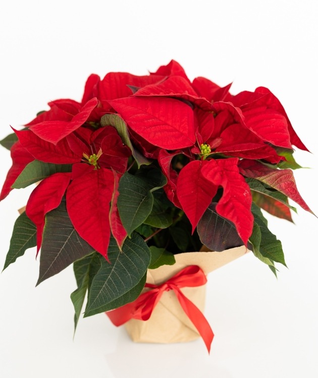 Fleurs à Lisbonne - Estrela de Natal (2)