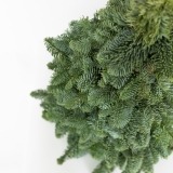 Pinheiro Natal Médio (2)