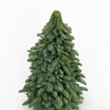 Pinheiro Natal Médio (1)