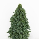 Pine Medium Christmas (1)