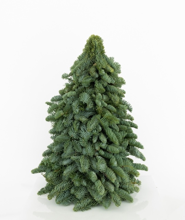 Fleurs à Lisbonne - Pinheiro Natal Médio (1)
