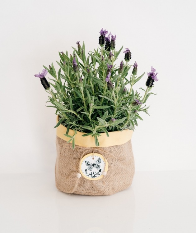 Fleurs à Lisbonne - Lavender with Decorative Basket (1)