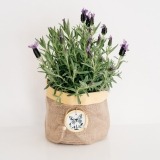Alfazema com cesto decorativo (1)