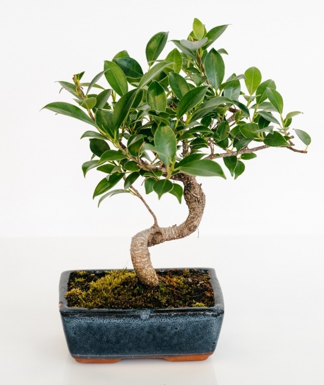 Fleurs à Lisbonne - Bonsái Ficus Retusa 8 años (1)