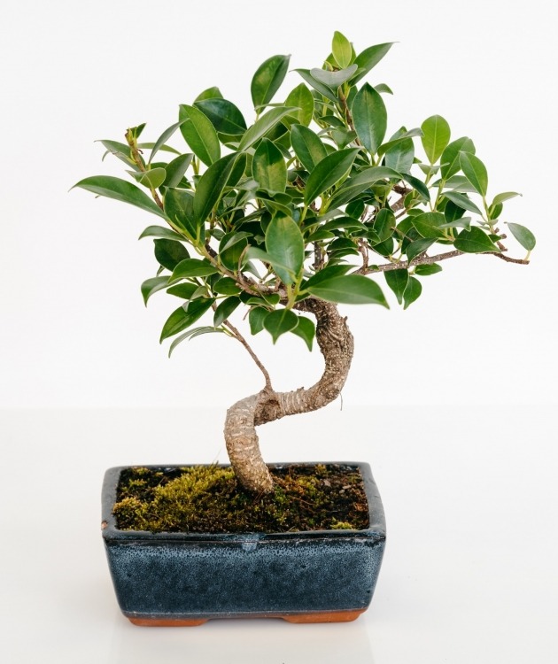 Bonzai I 5×3 – Fleuriste Nini