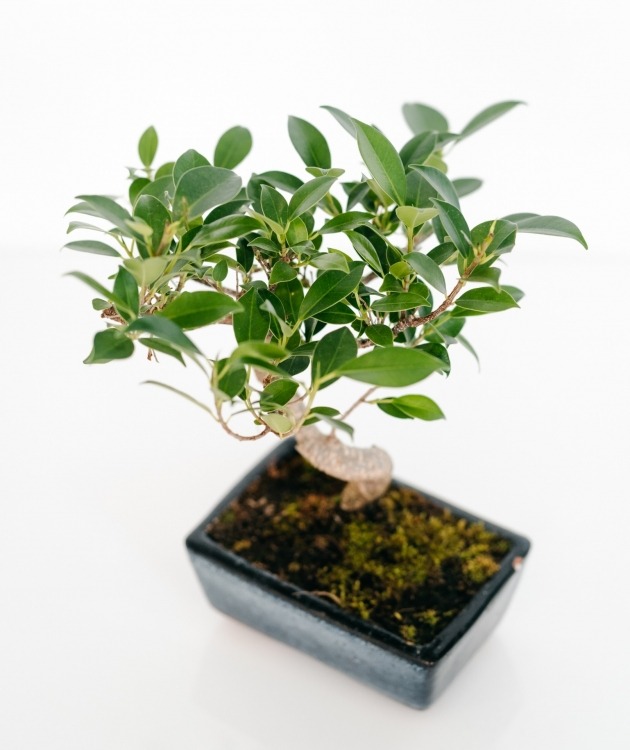 Fleurs à Lisbonne - Bonsái Ficus Retusa 8 años (2)