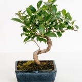 Bonsai Ficus Retusa 8 anos (1)