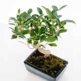 Bonsái Ficus Retusa 8 años (2)