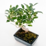 Bonsai Ficus Retusa 8 anos (2)