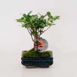 Bonsai Ficus retusa 5 years (1)