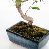 Bonsai Ficus Retusa 8 Years (3)