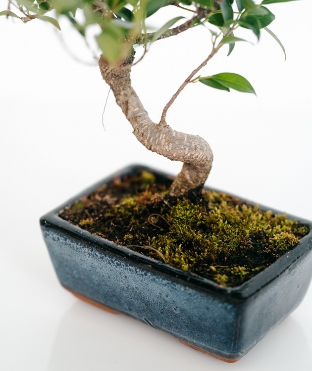 Fleurs à Lisbonne - Bonsái Ficus Retusa 8 años (3)