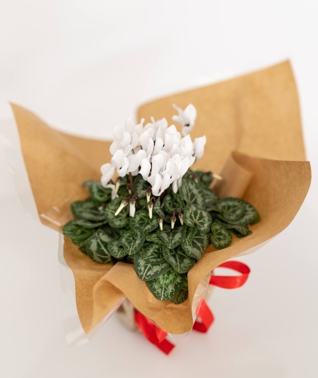 Fleurs à Lisbonne - Cyclamen Branco (2)