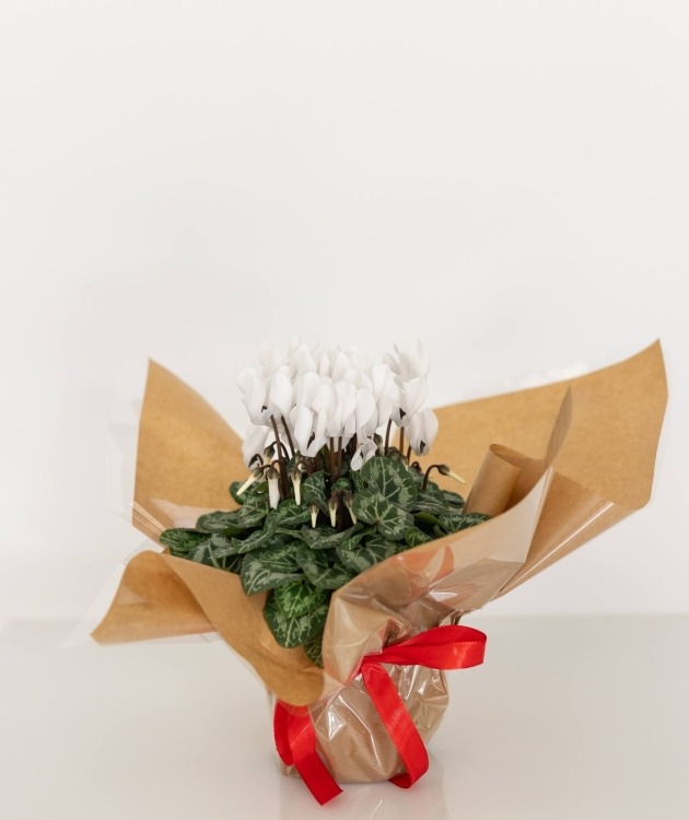 Fleurs à Lisbonne - Cyclamen Branco (1)