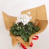 Cyclamen Branco (2)