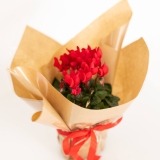 Red Cyclamen (2)