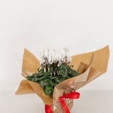 Cyclamen Branco (1)