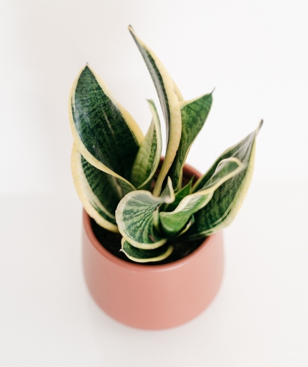 Fleurs à Lisbonne - Espada de São Jorge em Vaso de Cerâmica Castanho 2