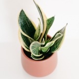 Fleurs à Lisbonne - Espada de São Jorge em Vaso de Cerâmica Castanho 2 Thumb
