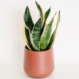 Fleurs à Lisbonne - Espada de São Jorge em Vaso de Cerâmica Castanho 1 Thumb