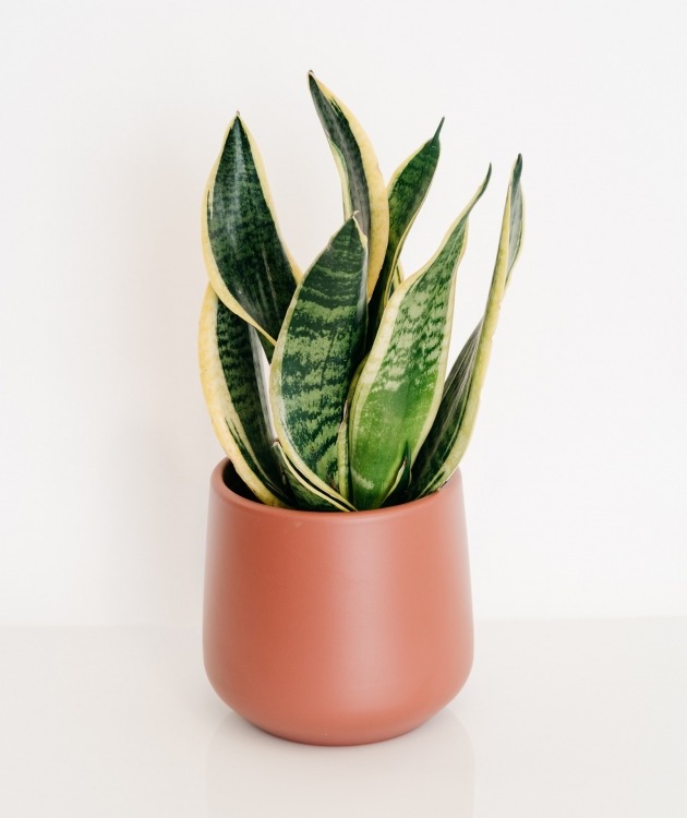 Fleurs à Lisbonne - Espada de São Jorge em Vaso de Cerâmica Castanho 1