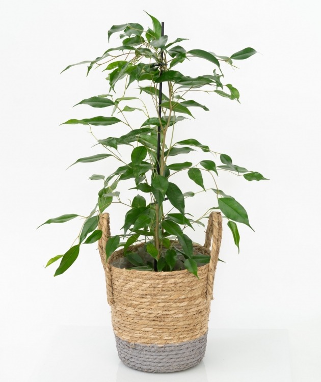 Fleurs à Lisbonne - Ficus Daniel con Cesta (1)