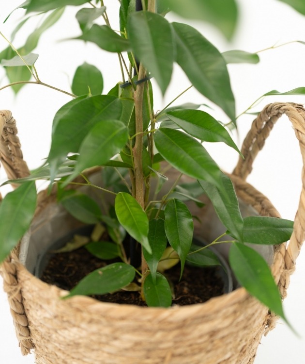 Fleurs à Lisbonne - Ficus Daniel con Cesta (3)