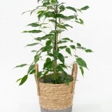 Ficus Daniel con Cesta (1)