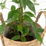 Ficus Daniel con Cesta (3)