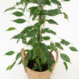 Ficus Daniel con Cesta (2)