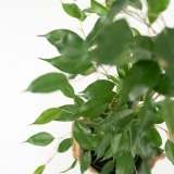 Ficus Daniel con Cesta (4)