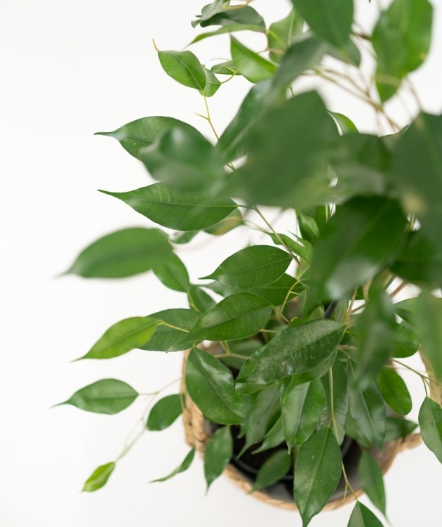 Fleurs à Lisbonne - Ficus Daniel con Cesta (4)