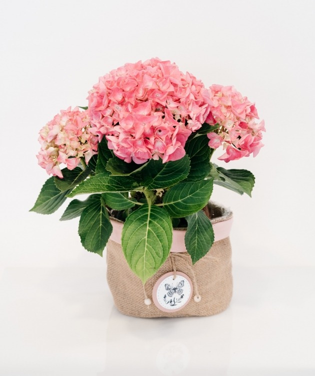 Fleurs à Lisbonne - Pink Hydrangea with Decorative Basket (1)