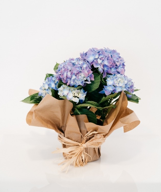 Fleurs à Lisbonne - Hortensia Azul (1)